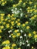 Snowdrops and Aconites - All Saints Churchyard, Evesham